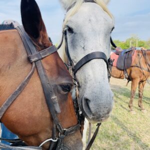 horse riding