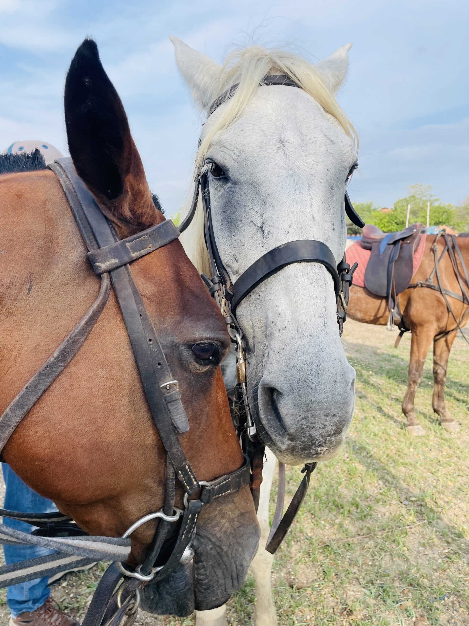 horse riding